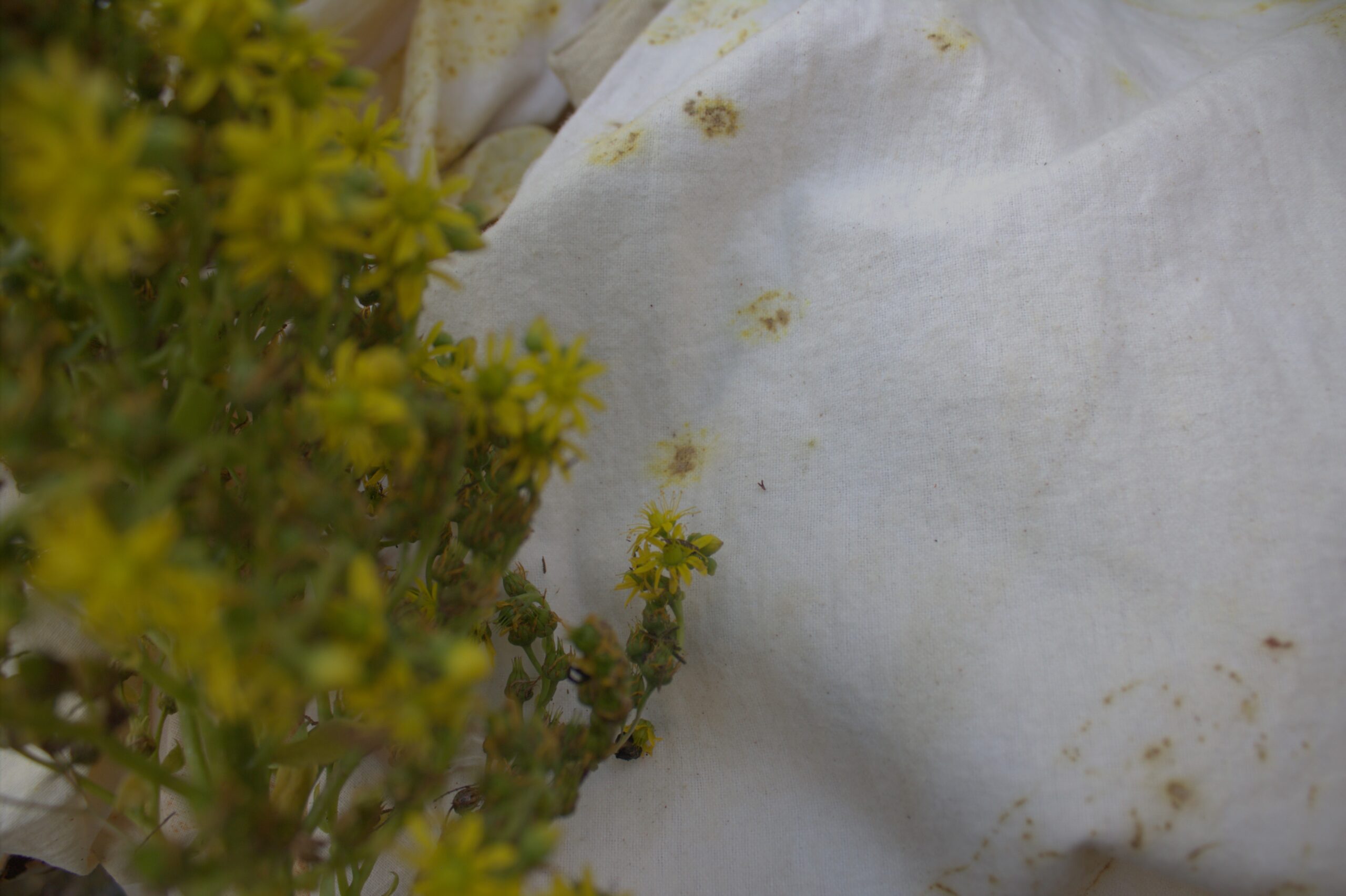 Naturaleza en tus Manos - Imagen 11
